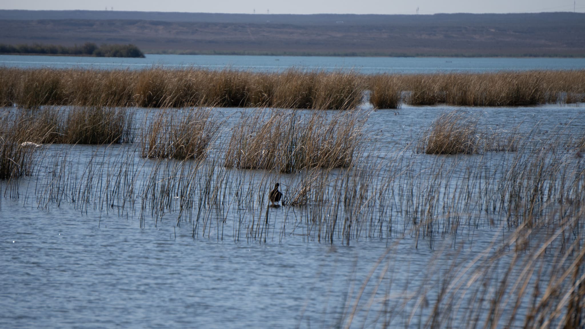 Naturaleza del Lago Pellegrini