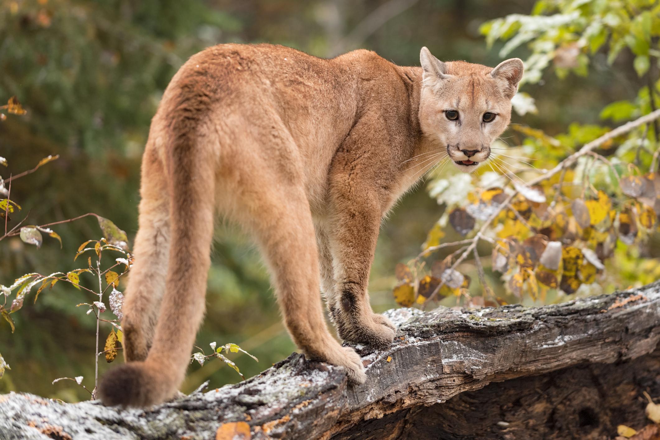 Recreación del puma de Amestoy